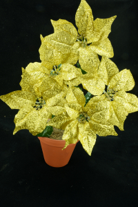 Gold Metallic Poinsettia Bush x 5 (lot of 1 bush) SALE ITEM